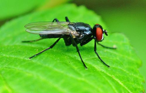 Réf. 358 956 : Hydrotaea diabolus